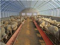 養(yǎng)殖溫室-養(yǎng)殖大棚-畜牧大棚
