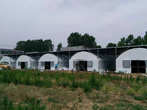 銀耳大棚-銀耳溫室大棚-包塑大棚