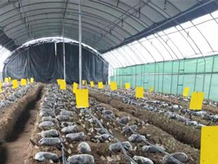 羊肚菌溫室大棚-羊肚菌連棟大棚-薄膜單體溫室大棚