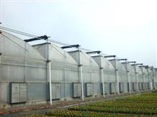 鋸齒型連棟大棚-薄膜連棟大棚-鋸齒形溫室大棚
