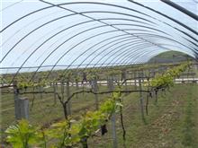 葡萄避雨棚-連棟溫室大棚-食用菌大棚
