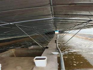 養蝦大棚